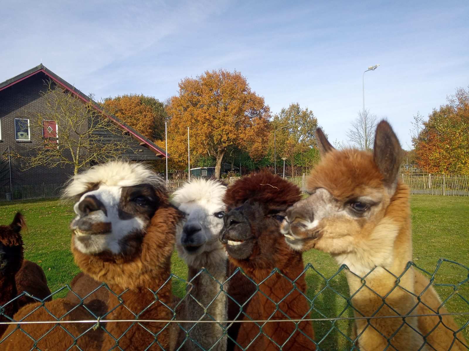 Bauernhofcamping Het Amerveld Foto 4
