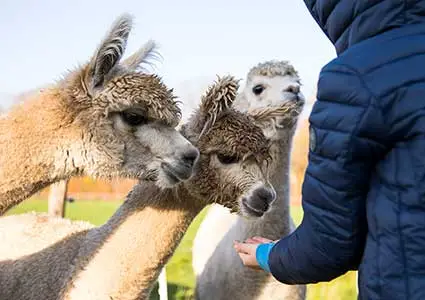 Kind füttert Alpakas am Streichelzoo auf einem Campingplatz in Drenthe