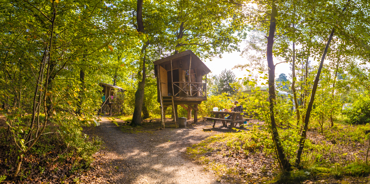 Naturreiche Umgebung eines hundefreundlichen Campingplatzes in Drenthe