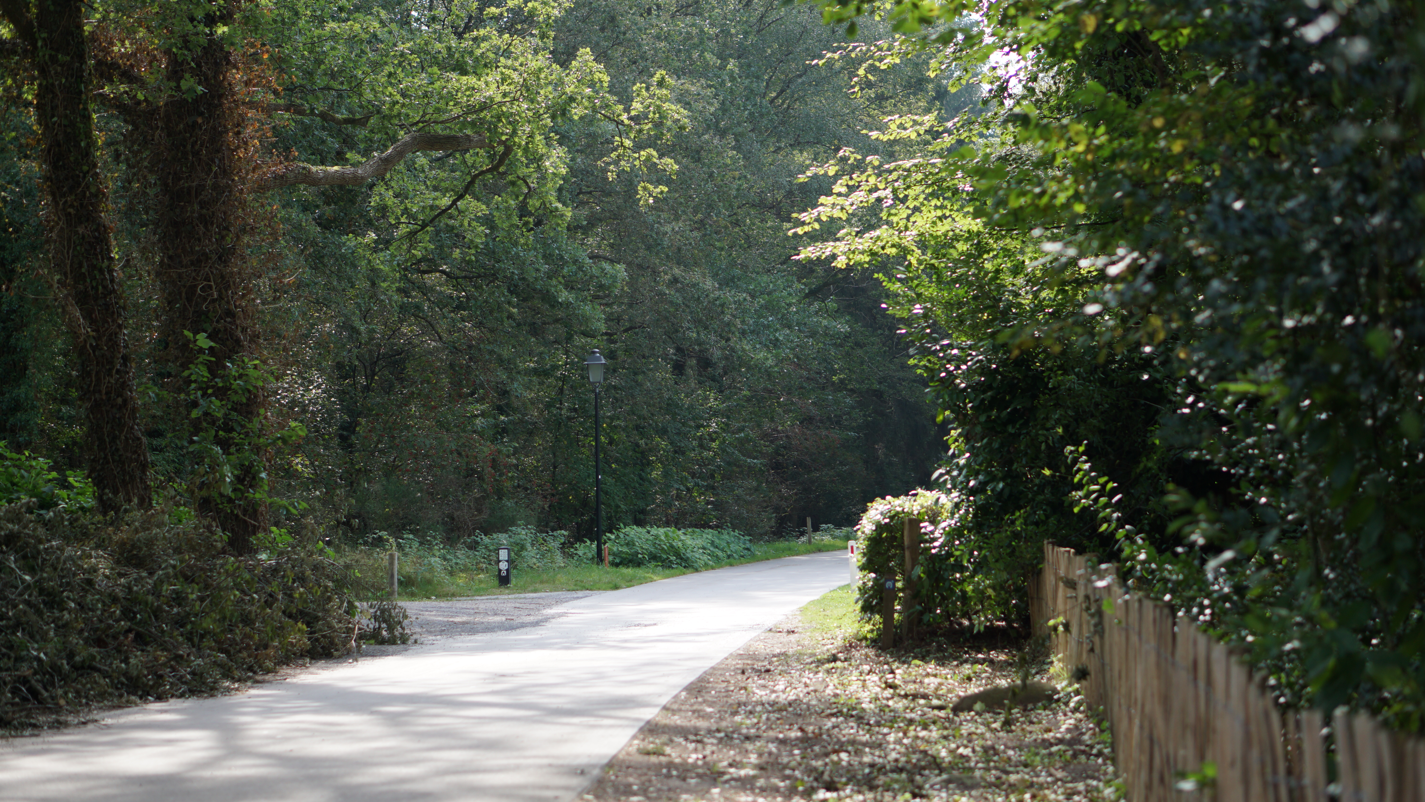 Rad- und Wanderweg durch den Wald bei Camping de Olde Bargen, am Rand des Dwingelderveld
