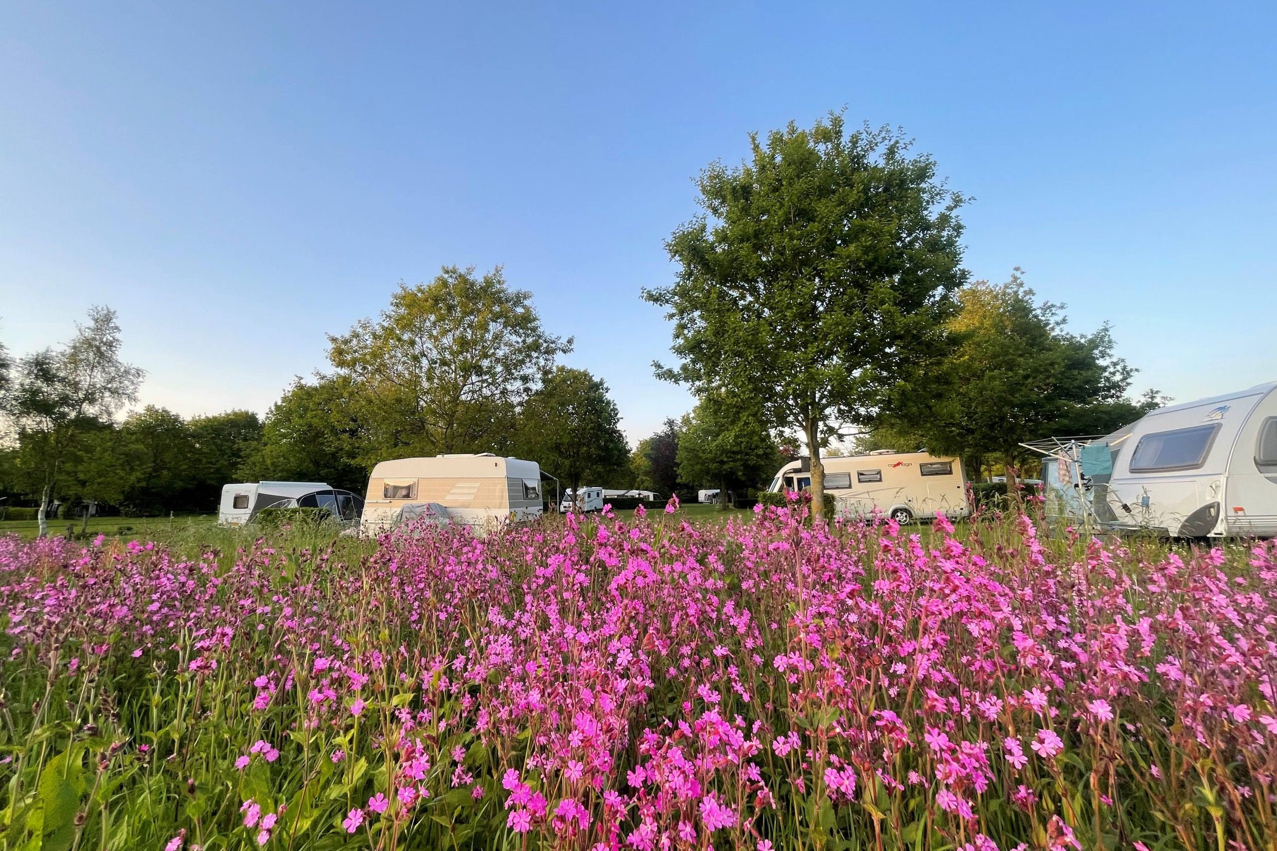 Camping zwischen Blumen und Bäumen auf einem autofreien Campingplatz in Drenthe