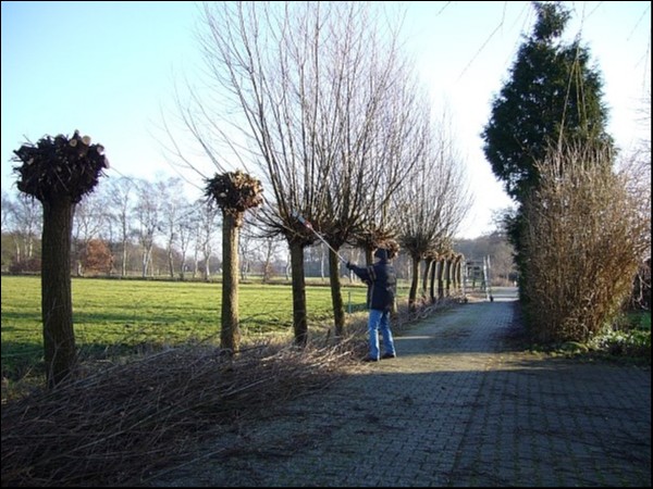 Kleincamping De Knotwilg Foto 3