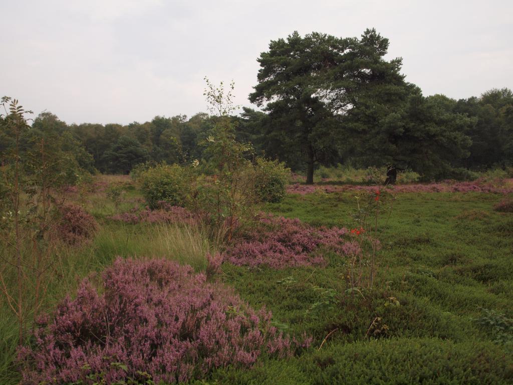 Kleincamping De Vogelpoel Foto 4