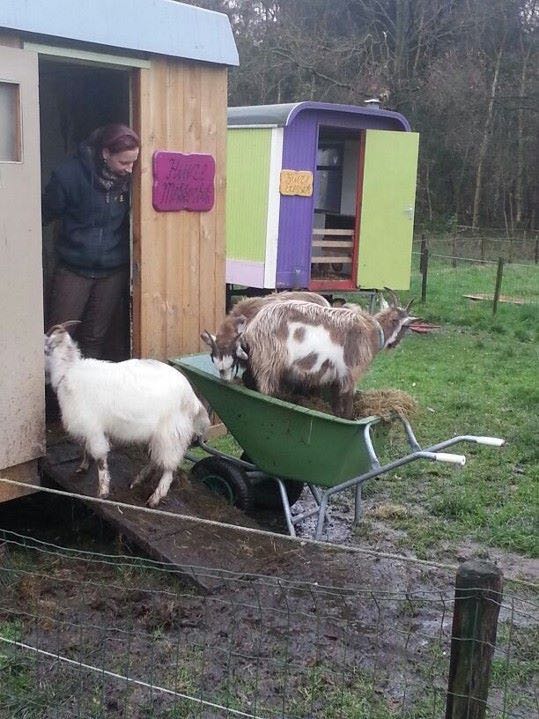 Ziegen bei den Tieren auf Minicamping Evensterk in Een