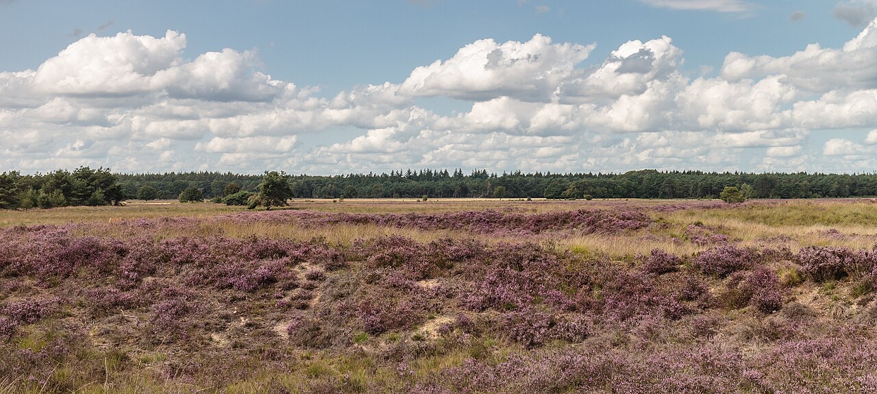Heide im Nationalpark Dwingelderveld